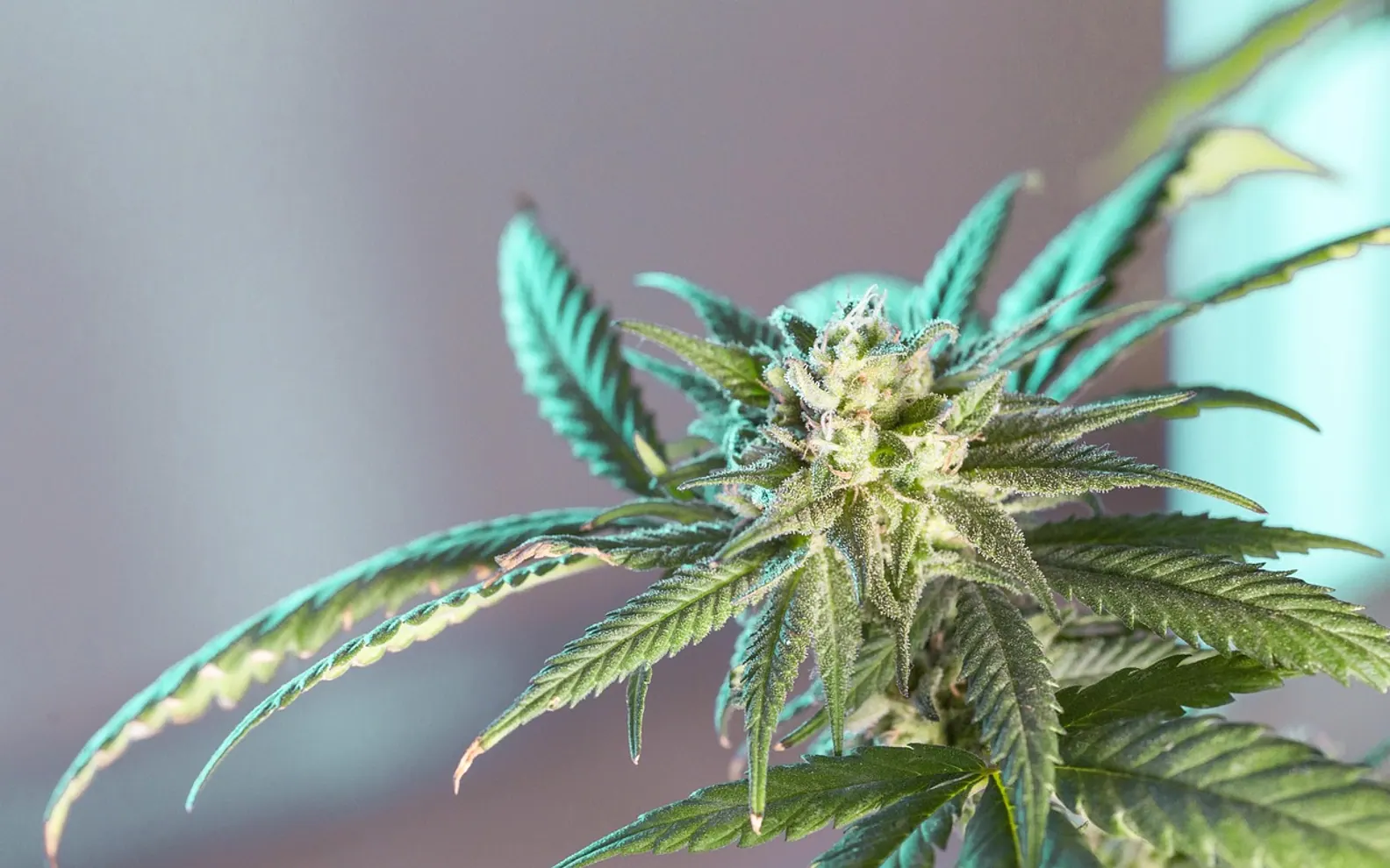 Marijuana leaf, cannabis leaf and cannabis leaves